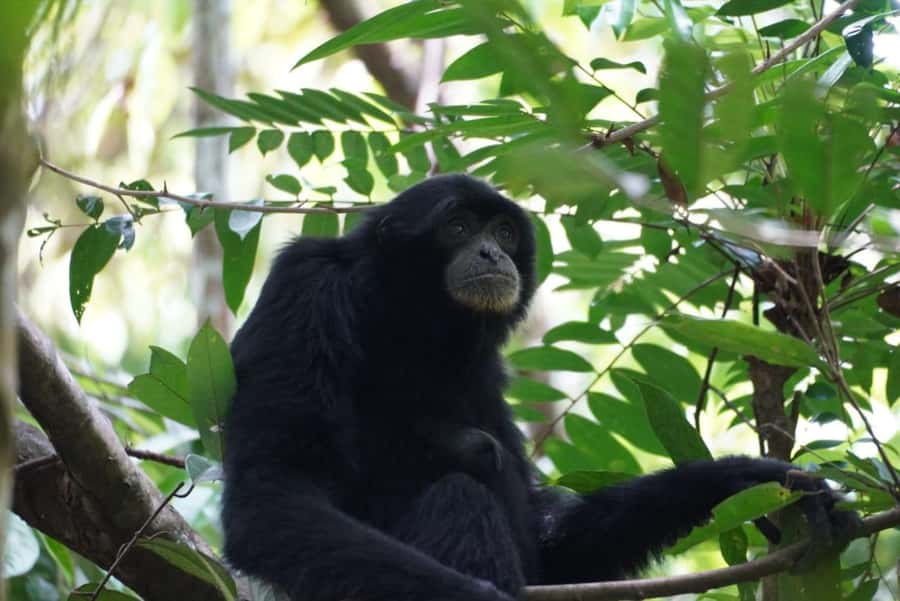Wonderfull Orangutan Sumatera Jungle Trekking and tour - Key points to know before booking