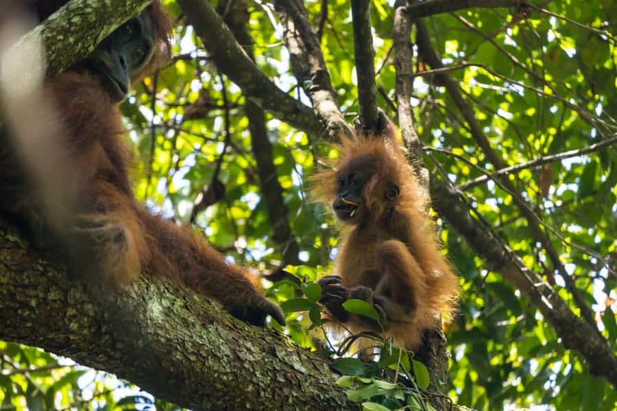 Wonderfull Orangutan Sumatera Jungle Trekking and tour - Walking into orangutan country