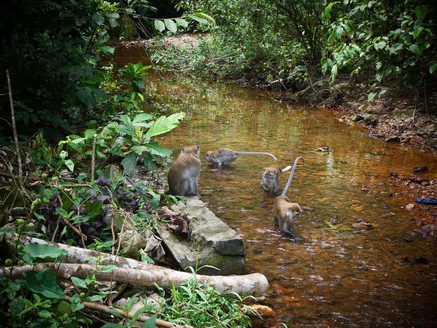 Wonderfull Orangutan Sumatera Jungle Trekking and tour - Riverside camping with simple comforts