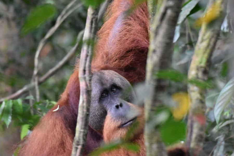 Wonderfull Orangutan Sumatera Jungle Trekking and tour - Is the $77 price good value?