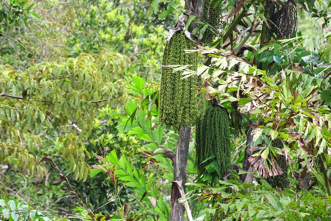Wonders of Nui Chua National Park - Day Trek in Vinh Hy Bay - The eagle viewpoint and the sound of the forest