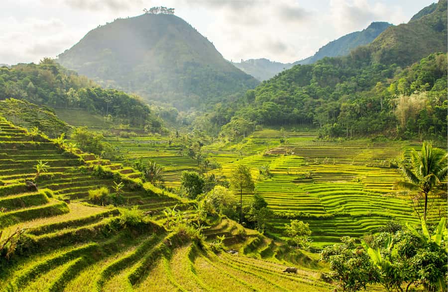 Yogyakarta: Selogriyo Temple Tour & Java Rice Terrace Trek - The long road from Yogyakarta to Selogriyo