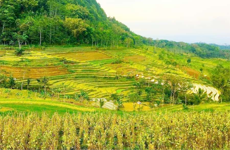 Yogyakarta: Selogriyo Temple Tour & Java Rice Terrace Trek - Reaching the quiet Selogriyo Temple